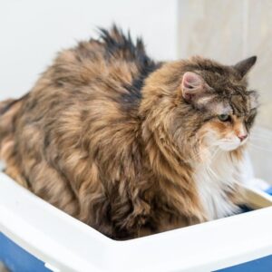 Litter Tray Side Stain